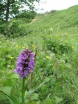 SX06801 Southern Marsh Orchid (Dactylorhiza praetermissa).jpg